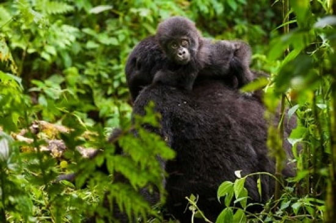 Gorilla carrying baby Volcanoes National Park Rwanda Canvas Art - Art Wolfe  DanitaDelimont (24 x 15)