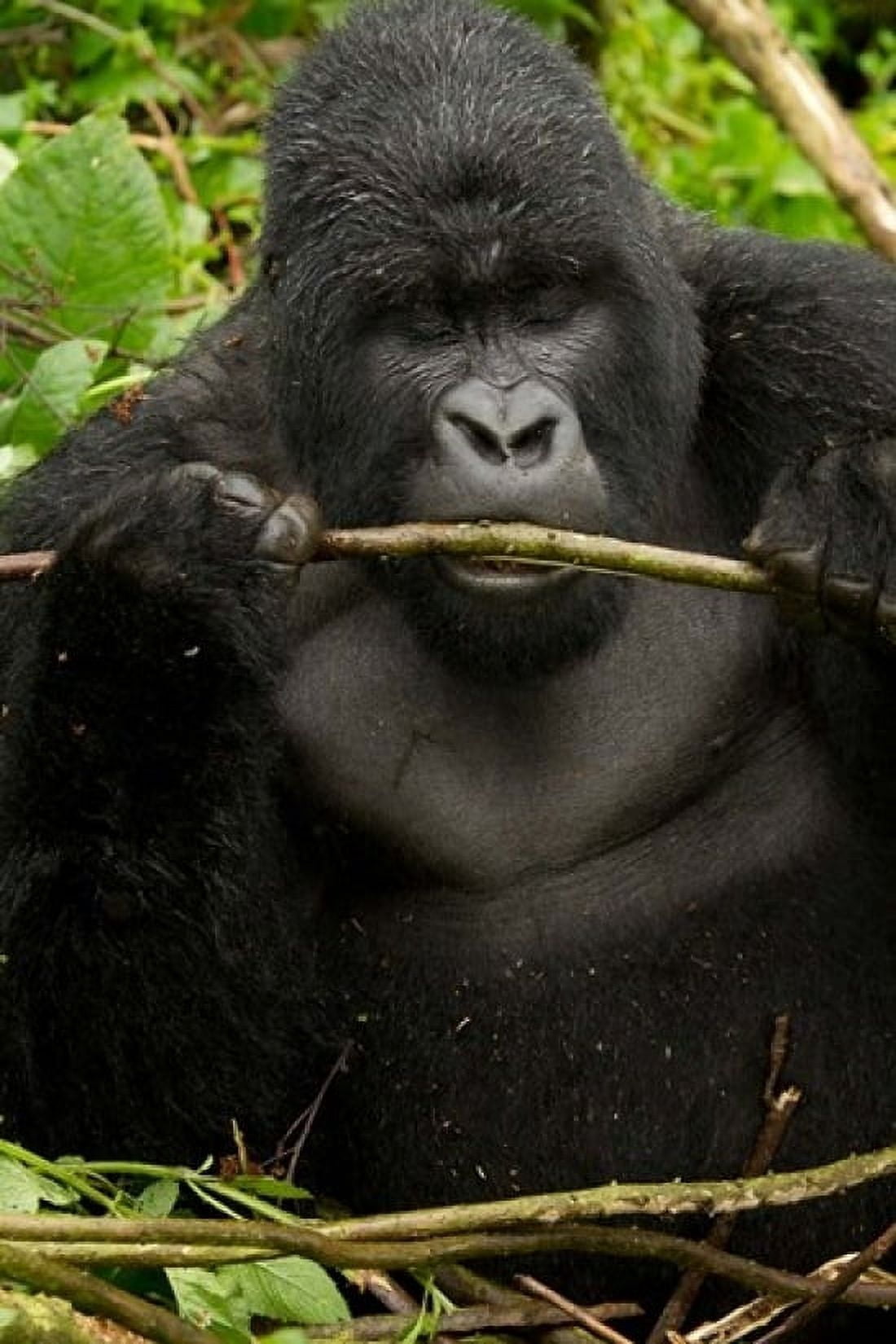 Gorilla chewing Volcanoes National Park Rwanda Canvas Art - Joe & Mary Ann McDonald DanitaDelimont (11 x 16)