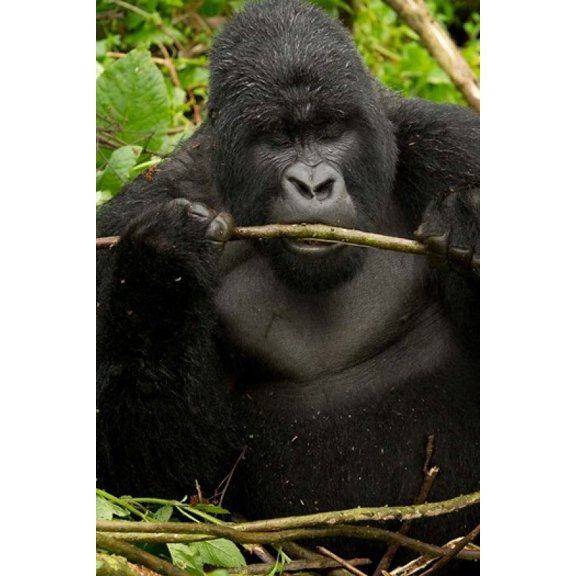 Gorilla chewing, Volcanoes National Park, Rwanda Poster Print by Joe & Mary Ann McDonald (22 x 33)