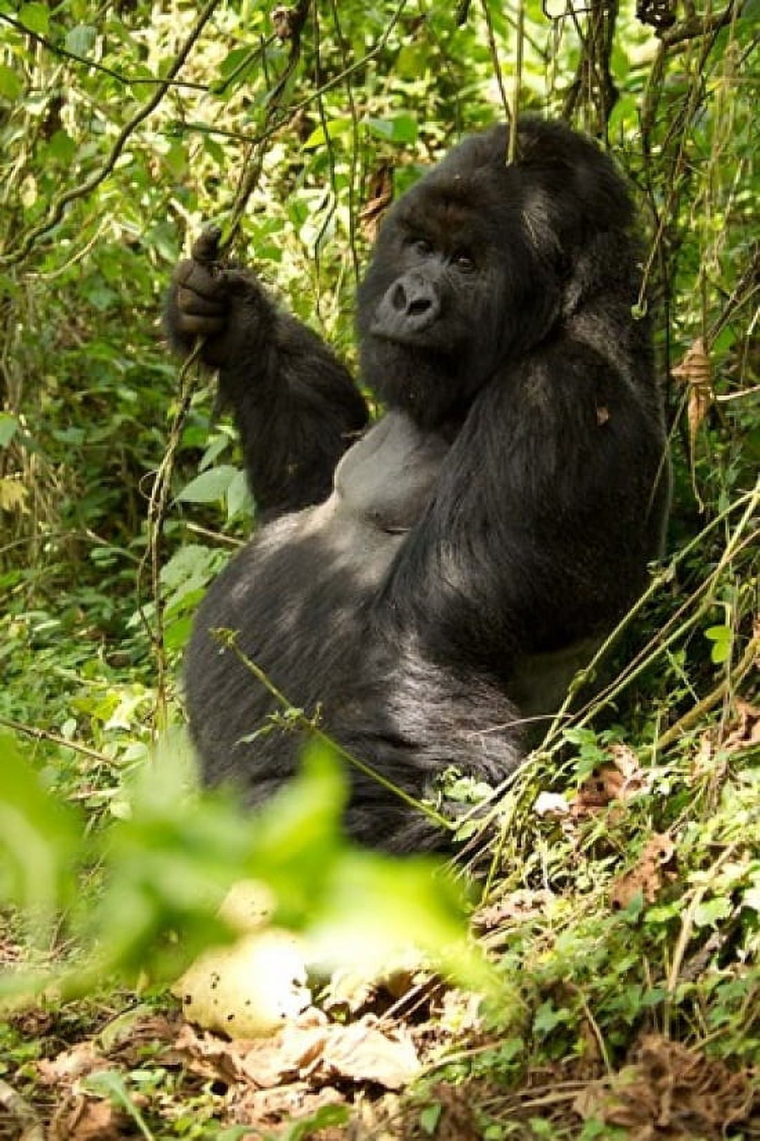 Gorilla holding a vine Volcanoes National Park Rwanda Canvas Art - Joe & Mary Ann McDonald DanitaDelimont (11 x 16)
