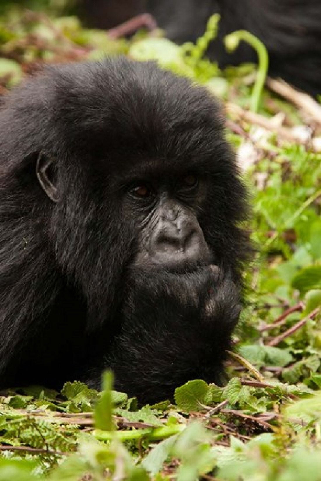 Gorilla resting Volcanoes National Park Rwanda Canvas Art - Joe & Mary Ann McDonald DanitaDelimont (18 x 26)