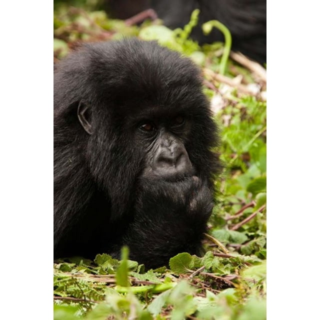 Gorilla resting, Volcanoes National Park, Rwanda Poster Print by Joe ...