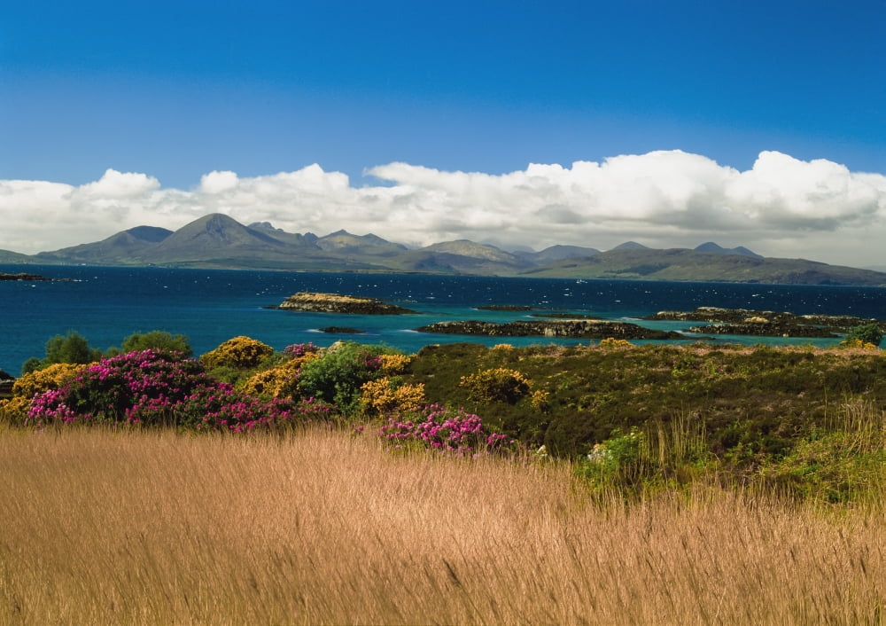 Gorse And Rhododendron Bushes Along Coast Canvas Art - Ellen Rooney Design Pics (36 x 26)