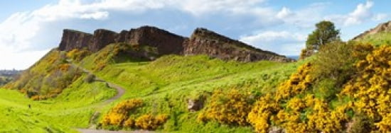 Gorse bushes growing on Arthurs Seat Edinburgh Scotland Canvas Art - Panoramic Images (36 x 13)
