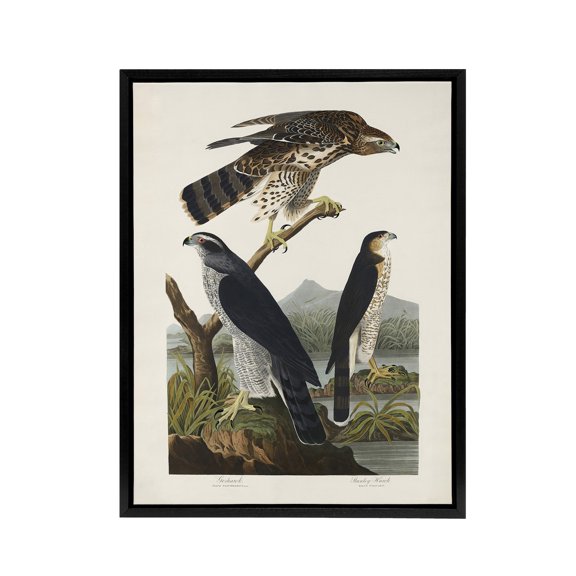 Goshawk and Stanley Hawk Audubon Nature Black Framed Canvas Wall Art 24X32"