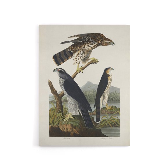 Goshawk and Stanley Hawk Audubon Nature Canvas Wall Art 18X24"