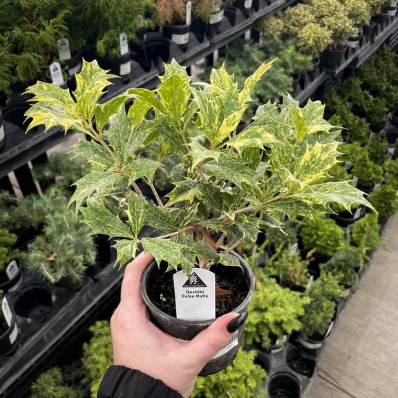 Goshiki Japanese False Holly, Live Plant, 4" Growers Pot