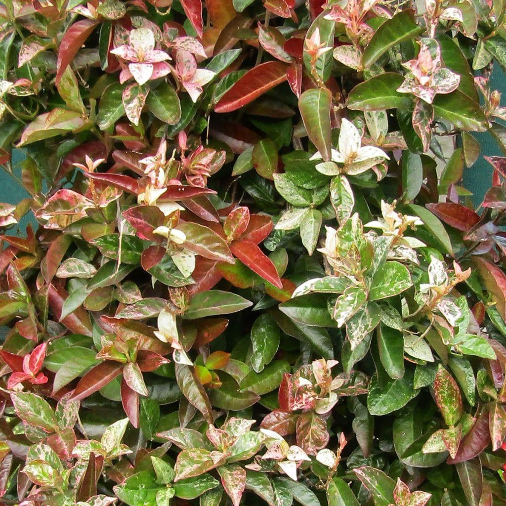 Jasmine Japanese
