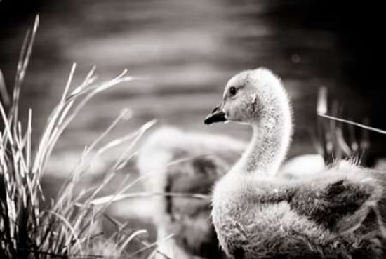 Gosling Canvas Art - Beth Wold (12 x 18)