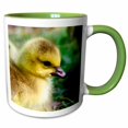 thumbnail image 1 of 3drose, Gosling Chick 1 - Yellow - Bird Photography, 15oz Two-tone Green Mug, 1 of 6