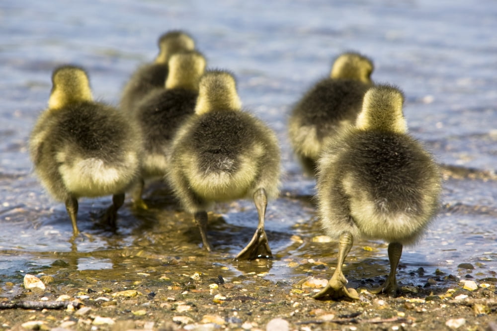 Goslings Canvas Art - John Short Design Pics (17 x 11)