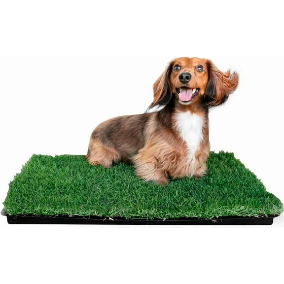 Gotta Go Grass - Dog Natural Grass Patch Potty - Real Dog Grass for Pet Training - Dog Grass Pad with Tray - Puppy Potty Training - Dog Accessories - Perfect Indoor/Outdoor Portable Potty Pet Loo