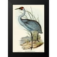thumbnail image 1 of Gould, John 11x14 Black Modern Framed Museum Art Print Titled - Australian Crane-Grus Australasianus, 1 of 4