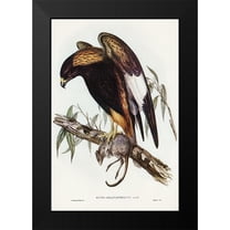 Gould, John 11x14 Black Modern Framed Museum Art Print Titled - Black-Breasted Buzzard-Buteo melanosternon