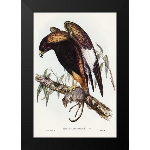 Gould, John 11x14 Black Modern Framed Museum Art Print Titled - Black-Breasted Buzzard-Buteo melanosternon