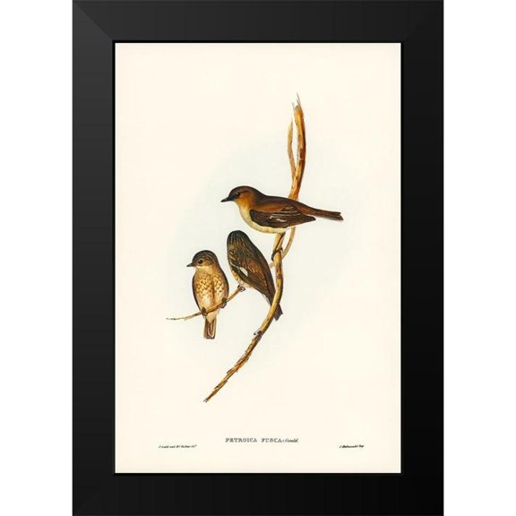 Gould, John 11x14 Black Modern Framed Museum Art Print Titled - Dusky Robin-Petroica fusca