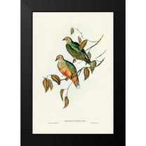 Gould, John 11x14 Black Modern Framed Museum Art Print Titled - Ewings Fruit Pigeon-Ptilinopus Ewingii