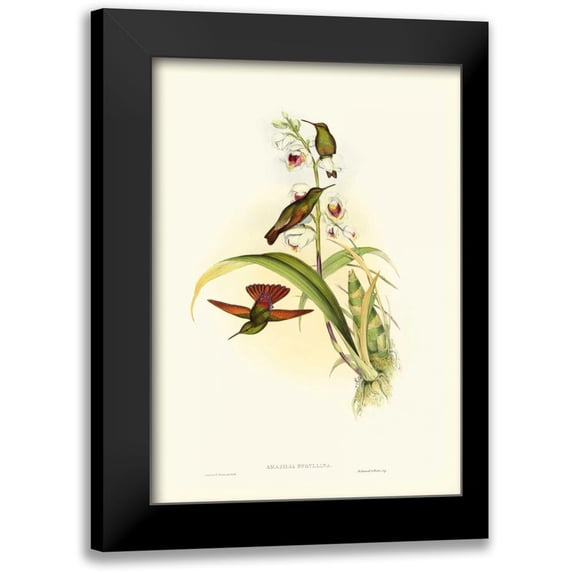 Gould, John 11x14 Black Modern Framed Museum Art Print Titled - Gould Hummingbird II
