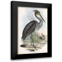 Gould, John 11x14 Black Modern Framed Museum Art Print Titled - Grey Billed Heron