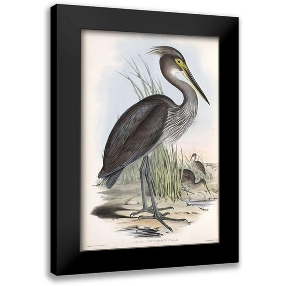 Gould, John 11x14 Black Modern Framed Museum Art Print Titled - Grey Billed Heron