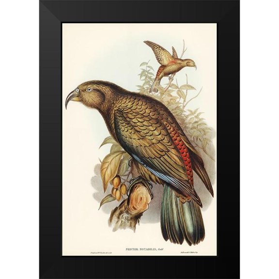 Gould, John 11x14 Black Modern Framed Museum Art Print Titled - Kea Parrot-Nestor notabilis