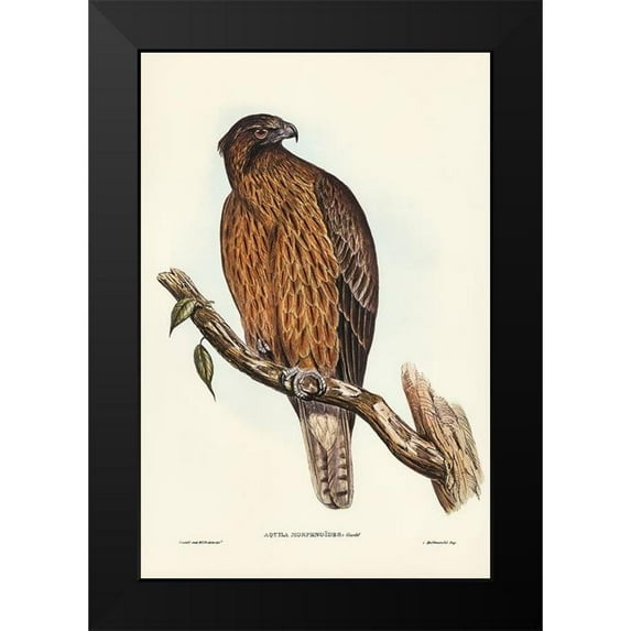Gould, John 11x14 Black Modern Framed Museum Art Print Titled - Little Australian Eagle-Aquila Morphnoides