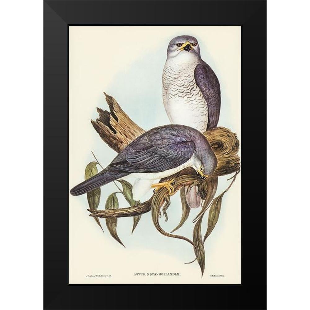 Gould, John 11x14 Black Modern Framed Museum Art Print Titled - New ...