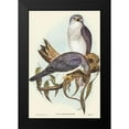 thumbnail image 1 of Gould, John 11x14 Black Modern Framed Museum Art Print Titled - New Holland Goshawk-Astur Nova-Hollandix, 1 of 4