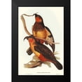 thumbnail image 1 of Gould, John 11x14 Black Modern Framed Museum Art Print Titled - Philip Island Parrot-Nestor productus, 1 of 4