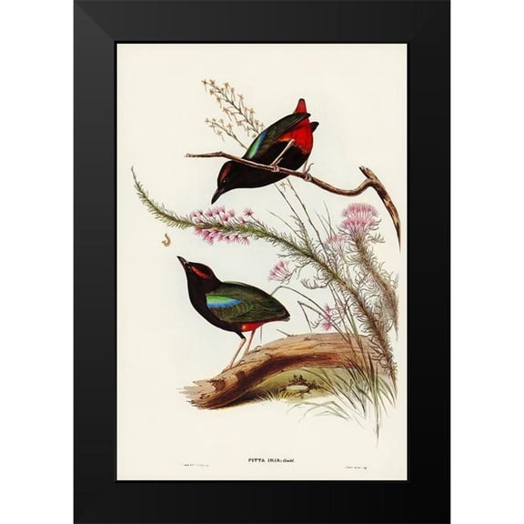 Gould, John 11x14 Black Modern Framed Museum Art Print Titled - Rainbow Pitta-Pitta Iris