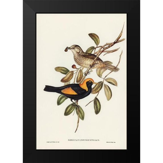 Gould, John 11x14 Black Modern Framed Museum Art Print Titled - Regent Bird-Sericulus chrysocephalus