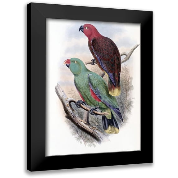 Gould, John 11x14 Black Modern Framed Museum Art Print Titled - Riedels Parrot
