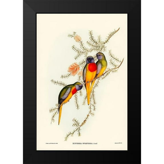 Gould, John 11x14 Black Modern Framed Museum Art Print Titled - Splendid Grass-Parakeet-Euphema splendida