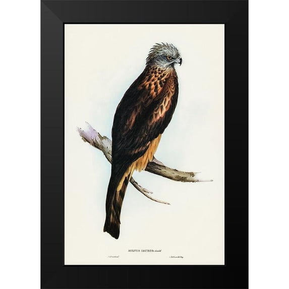Gould, John 11x14 Black Modern Framed Museum Art Print Titled - Square-tailed Kite-Milvus insures