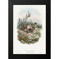 thumbnail image 1 of Gould, John 11x14 Black Modern Framed Museum Art Print Titled - The birds of Great Britain-Cuculus Canorus, 1 of 4
