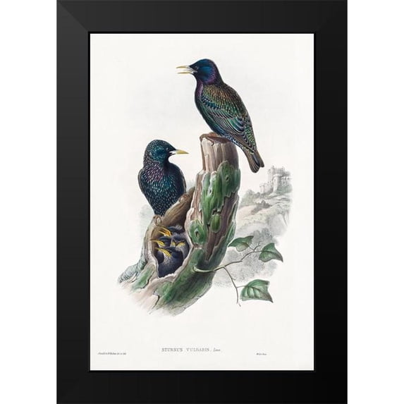 Gould, John 11x14 Black Modern Framed Museum Art Print Titled - The birds of Great Britain-Sturnur Vulgaris