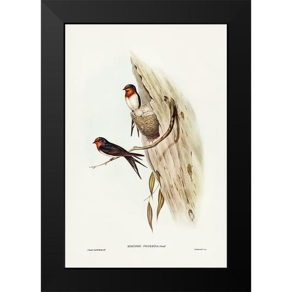 Gould, John 11x14 Black Modern Framed Museum Art Print Titled - Welcome Swallow-Hirundo neoxena