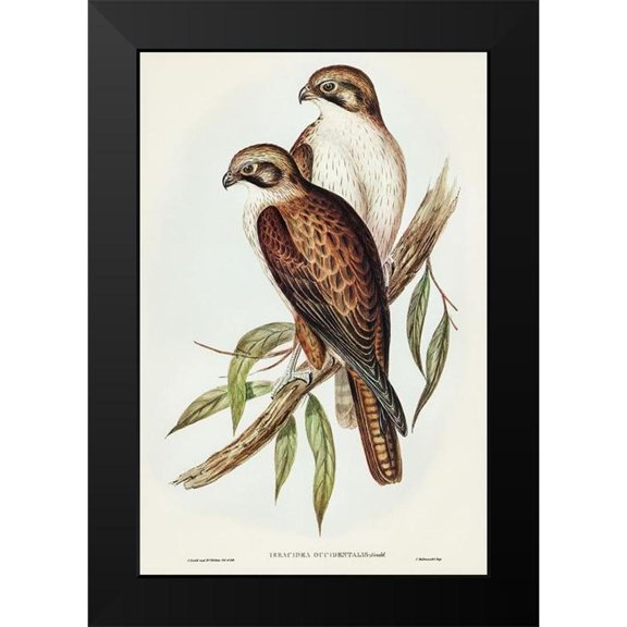 Gould, John 11x14 Black Modern Framed Museum Art Print Titled - Western Brown Hawk-Ieracidea occidentalis