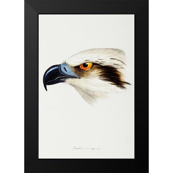 Gould, John 11x14 Black Modern Framed Museum Art Print Titled - White-headed Osprey-Pandion leucocephalus