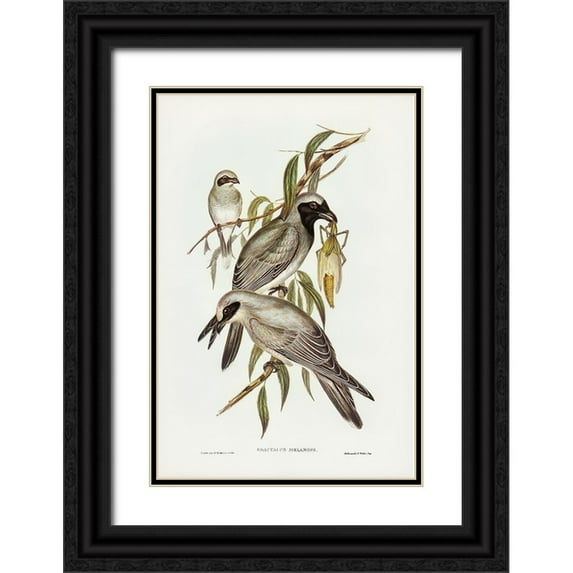 Gould, John 11x14 Black Ornate Wood Framed with Double Matting Museum Art Print Titled - Black-faced cuckooshrike-Graucalus melanops
