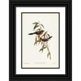thumbnail image 1 of Gould, John 11x14 Black Ornate Wood Framed with Double Matting Museum Art Print Titled - Black-fronted Flycatcher-Monarcha trivirgata, 1 of 4