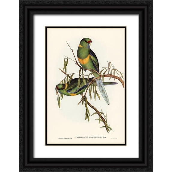 Gould, John 11x14 Black Ornate Wood Framed with Double Matting Museum Art Print Titled - Black-tailed Parakeet-Polytelis melanura