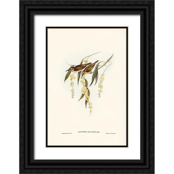 Gould, John 11x14 Black Ornate Wood Framed with Double Matting Museum Art Print Titled - Brown Honey-eater-Glyciphila ocularis
