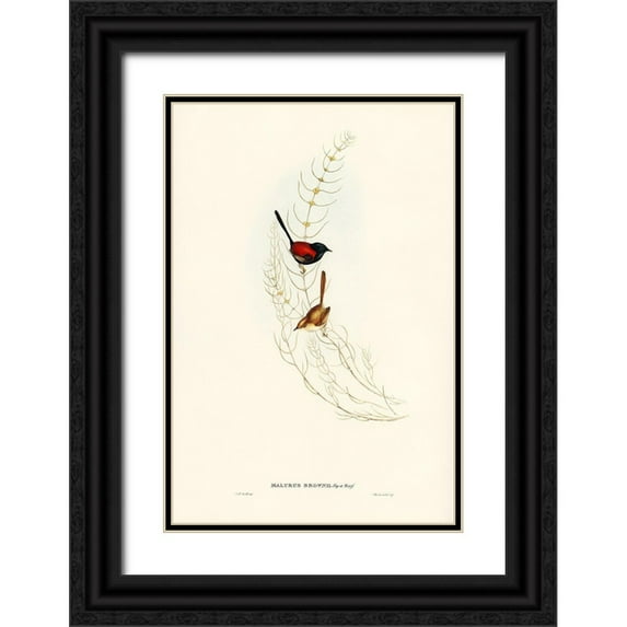 Gould, John 11x14 Black Ornate Wood Framed with Double Matting Museum Art Print Titled - Brown’s Wren-alurus Brownii