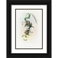 thumbnail image 1 of Gould, John 11x14 Black Ornate Wood Framed with Double Matting Museum Art Print Titled - Chlorostilbona prasina-Puncherans Emerald, 1 of 4