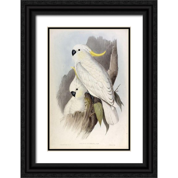 Gould, John 11x14 Black Ornate Wood Framed with Double Matting Museum Art Print Titled - Crested Cockatoo