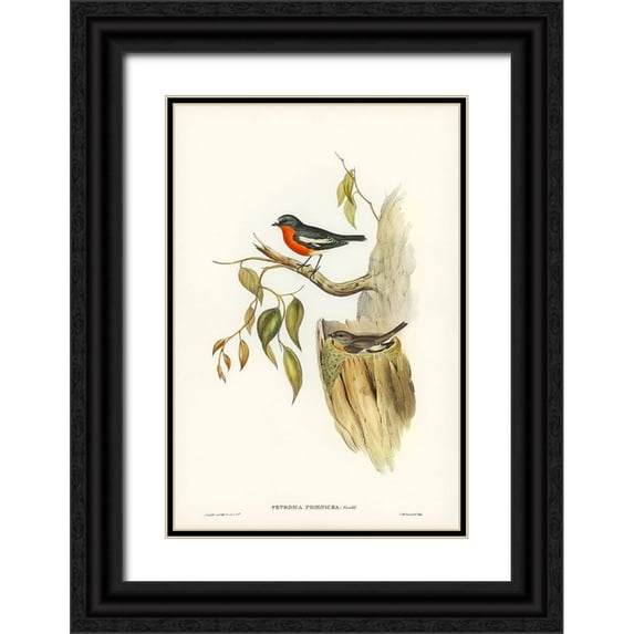 Gould, John 11x14 Black Ornate Wood Framed with Double Matting Museum Art Print Titled - Flame-breasted Robin-Petroica phoenicea