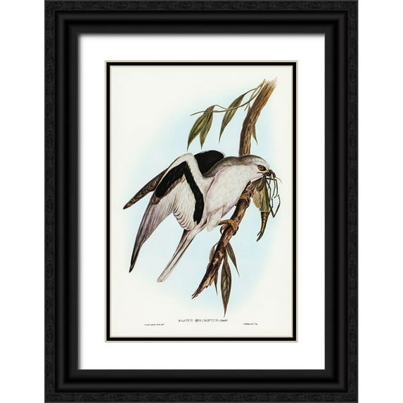Gould, John 11x14 Black Ornate Wood Framed with Double Matting Museum Art Print Titled - Letter-winged Kite-Elanus sciptus