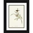 thumbnail image 1 of Gould, John 11x14 Black Ornate Wood Framed with Double Matting Museum Art Print Titled - Red-eyebrowed Finch-Estrelda temporalis, 1 of 4