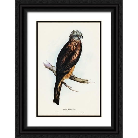 Gould, John 11x14 Black Ornate Wood Framed with Double Matting Museum Art Print Titled - Square-tailed Kite-Milvus insures